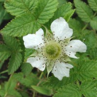 Rubus rosifolius Sm.